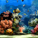 3D Aquarium Screensaver İndir